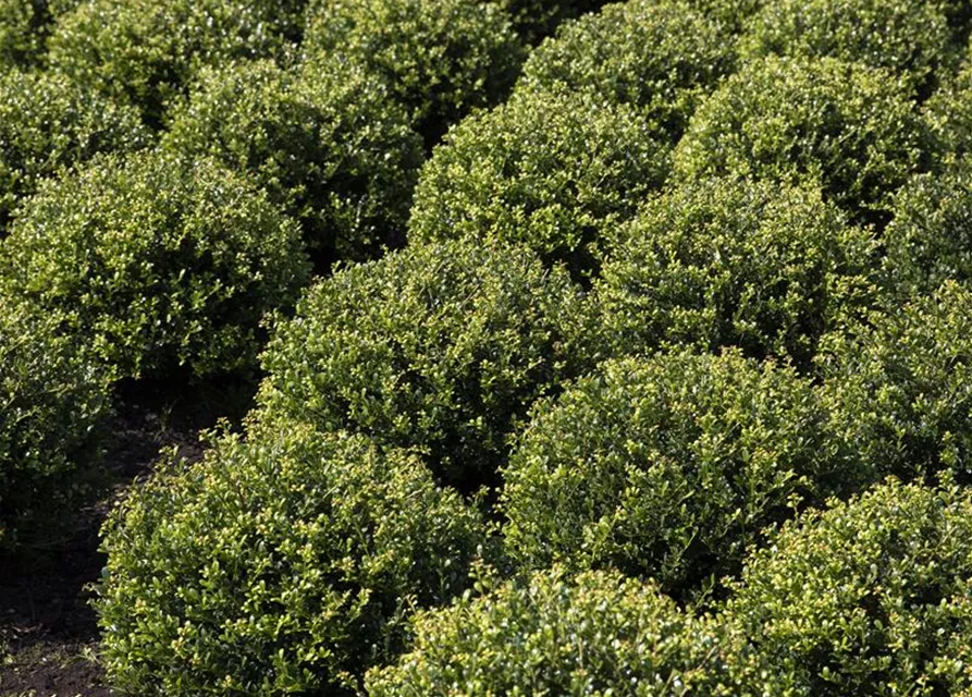 Ilex crenata