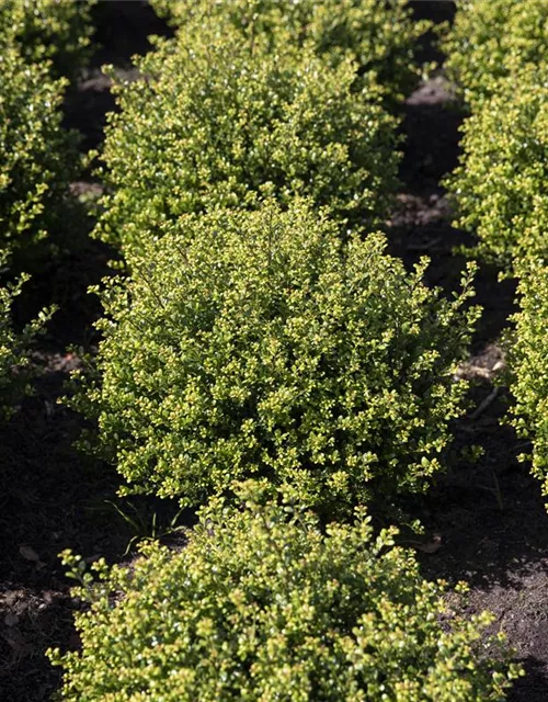 Ilex crenata