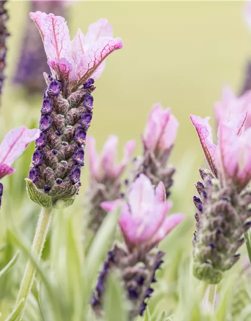 Lavandula stoechas, rosa