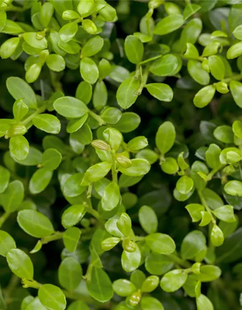 Ilex crenata 'Buxilex'®