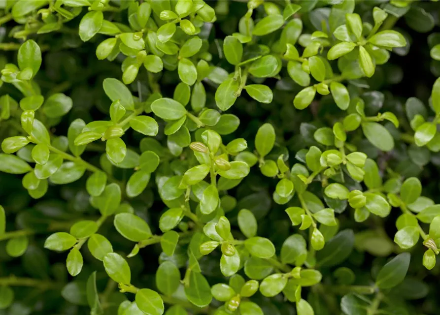 Ilex crenata 'Buxilex'®