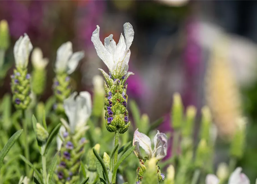 Lavandula stoechas, weiß