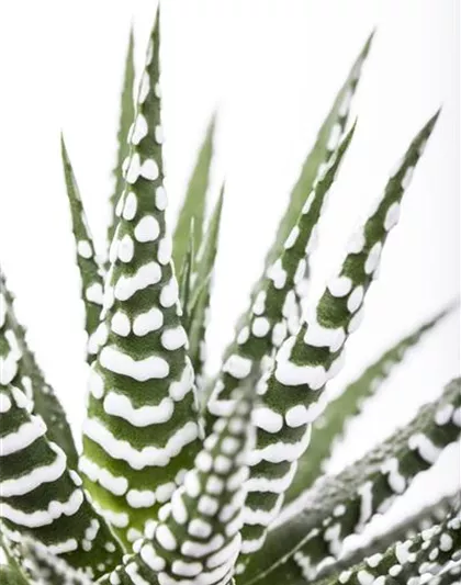 Haworthia fasciata