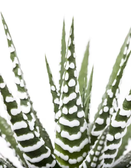 Haworthia fasciata