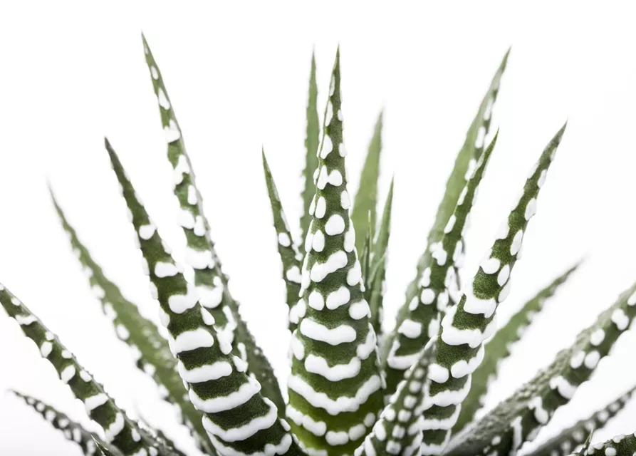 Haworthia fasciata