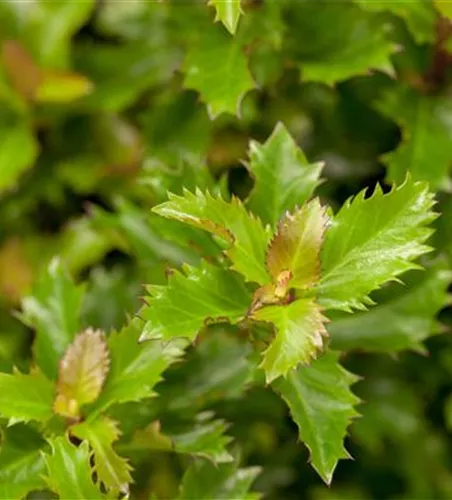 Ilex 'Little Rascal'®