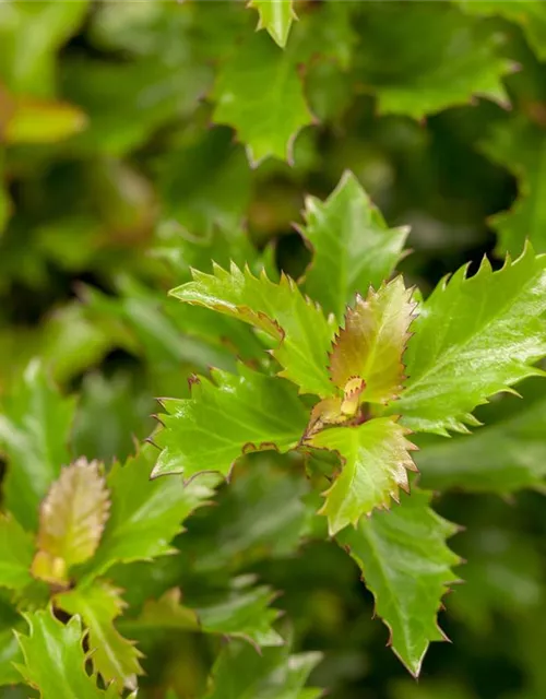 Ilex 'Little Rascal'®