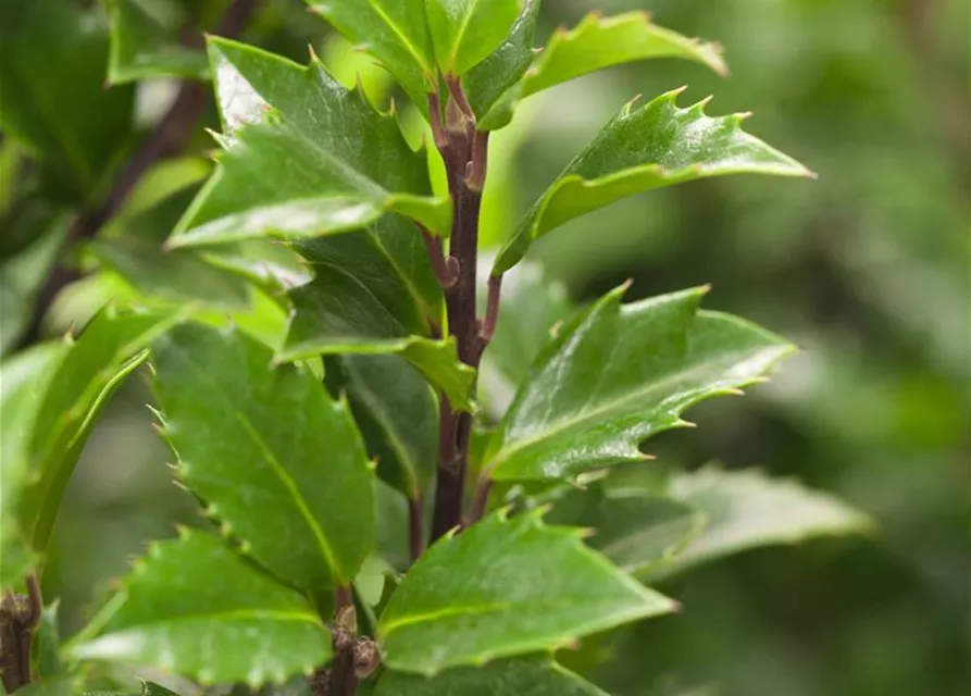 Ilex meserveae