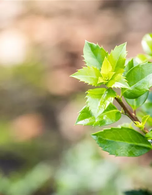 Ilex meserveae