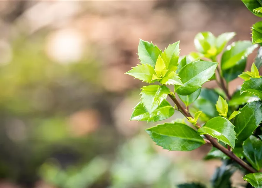 Ilex meserveae