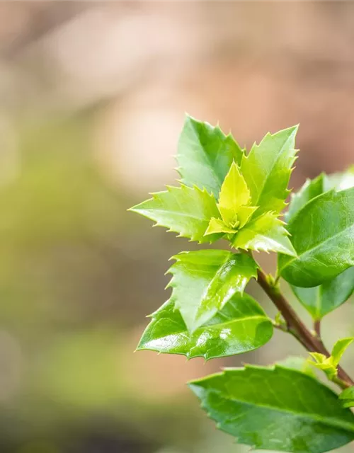 Ilex meserveae