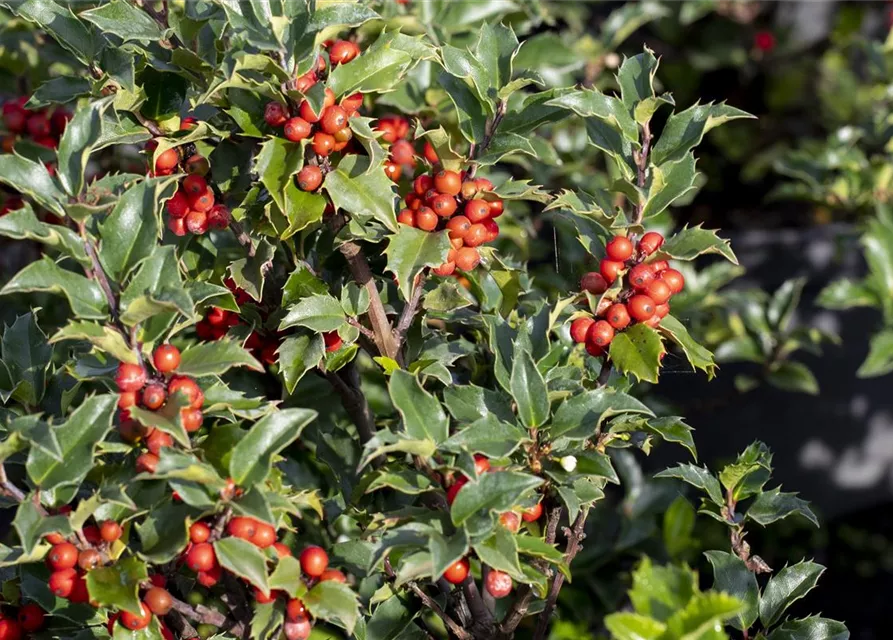 Ilex meserveae 'Heckenstar'(s)