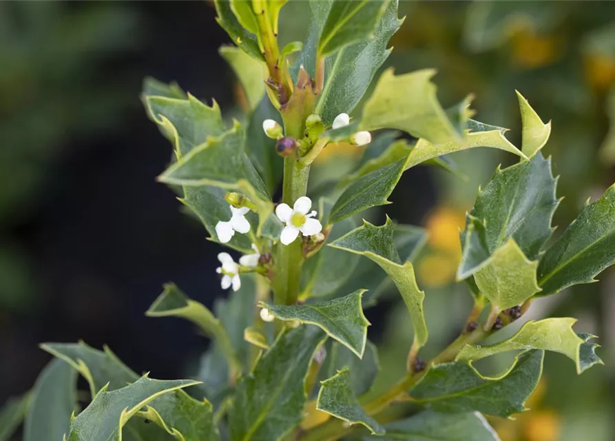 Ilex meserveae 'Heckenstar'(s)