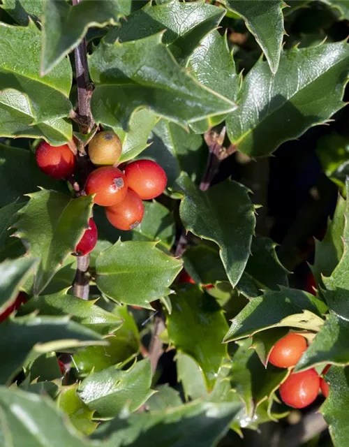 Ilex meserveae 'Heckenstar'(s)