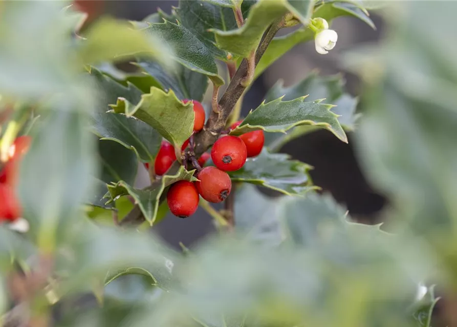 Ilex meserveae 'Heckenstar'(s)