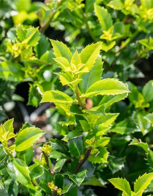 Ilex meserveae 'Heckenstar'(s)