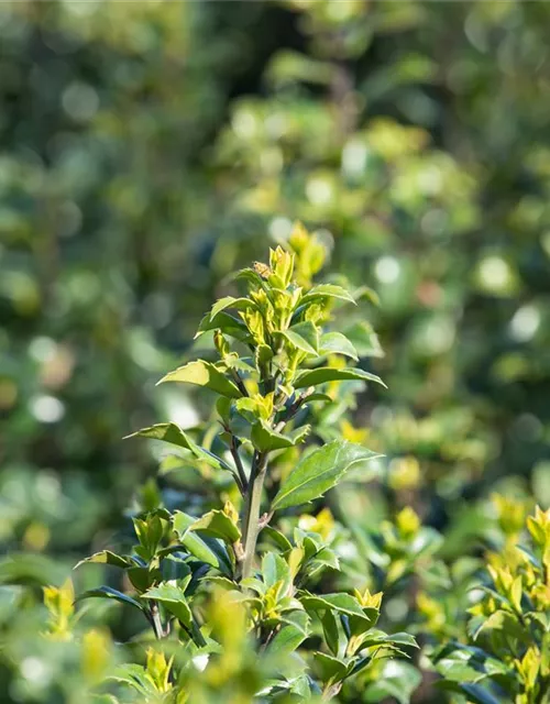 Ilex meserveae 'Heckenstar'(s)