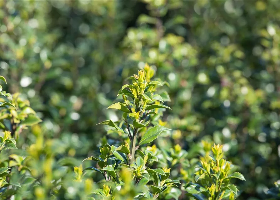 Ilex meserveae 'Heckenstar'(s)