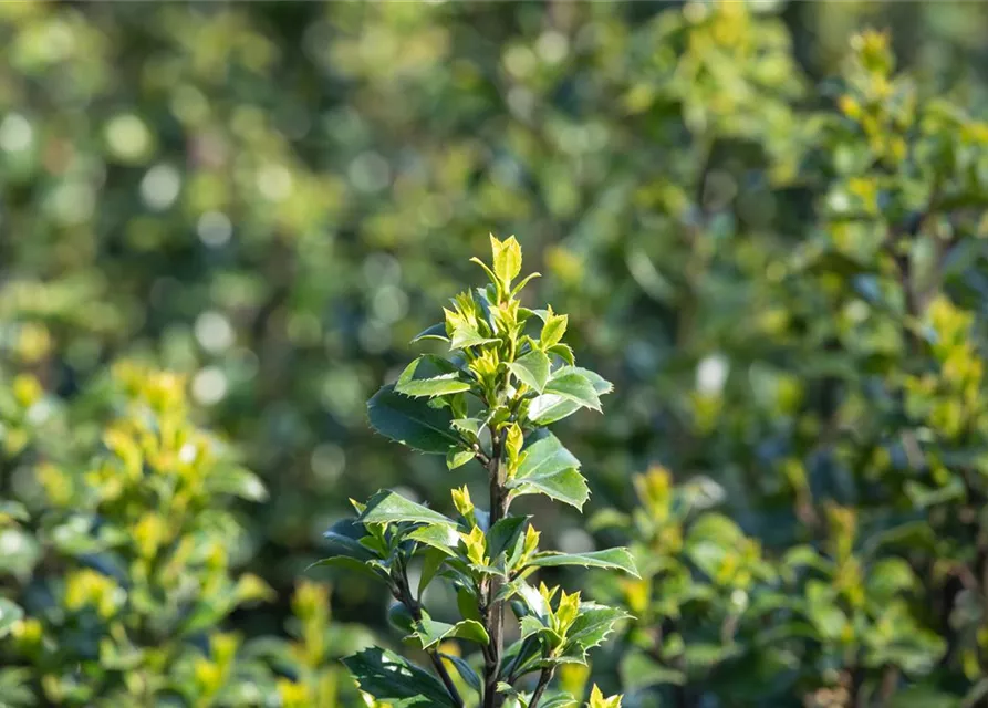 Ilex meserveae 'Heckenstar'(s)