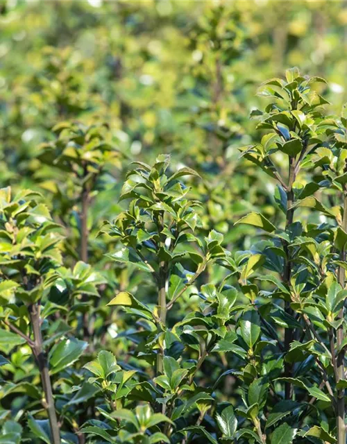 Ilex meserveae 'Heckenstar'(s)