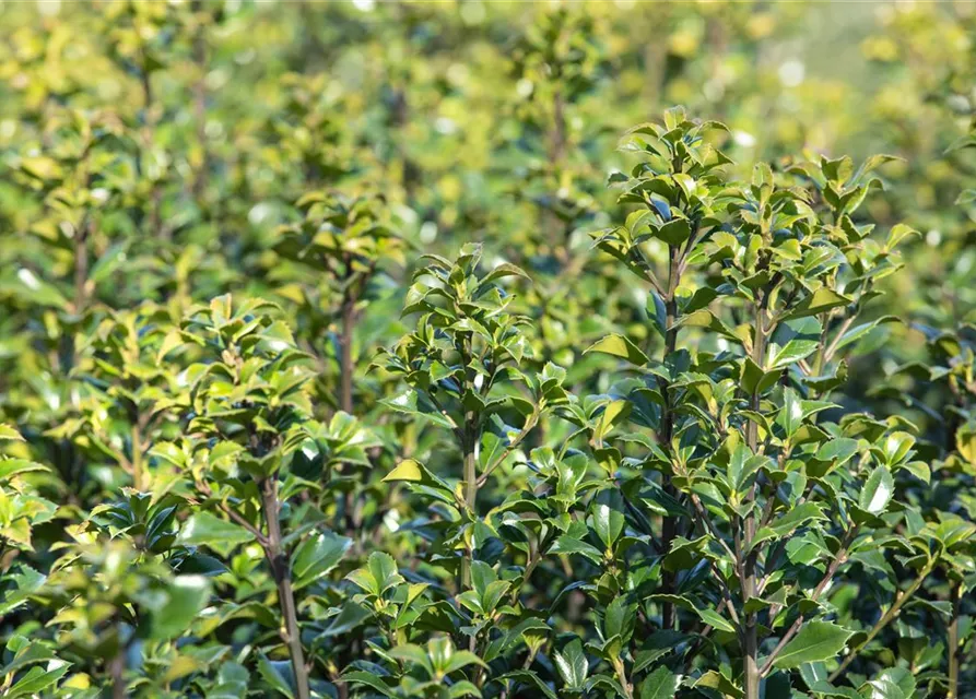 Ilex meserveae 'Heckenstar'(s)