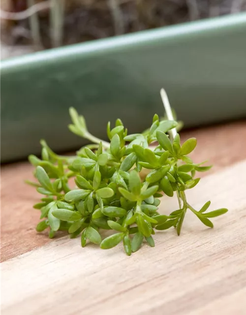 Lepidium sativum