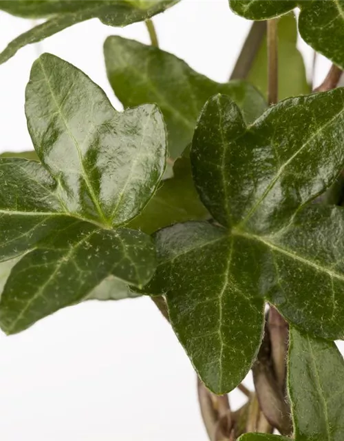 Hedera helix