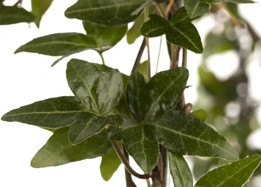 Hedera helix