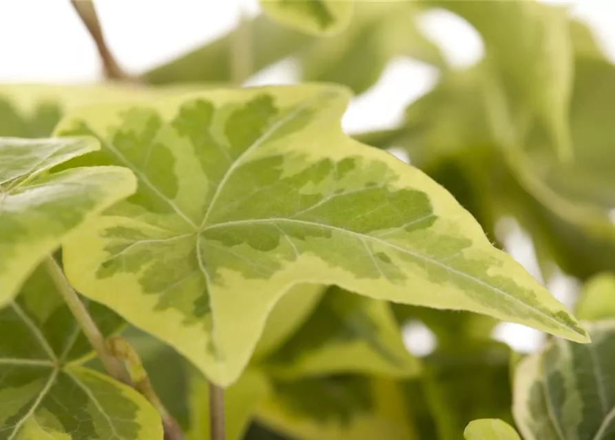 Hedera helix