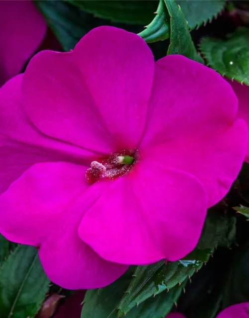 Impatiens neuguinea