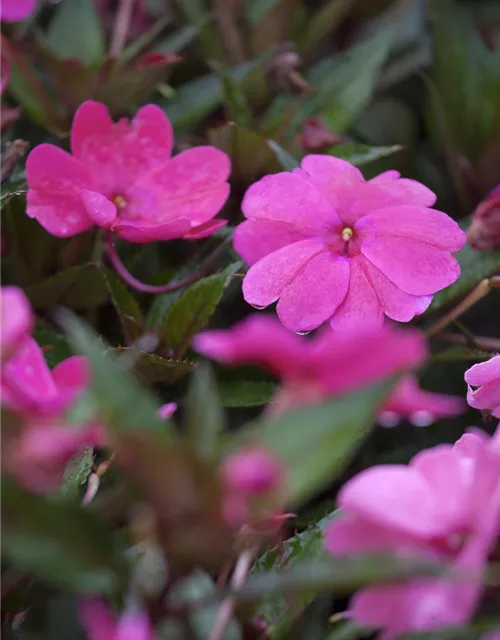 Impatiens neuguinea