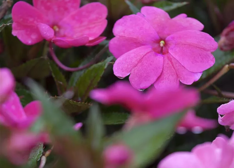 Impatiens neuguinea