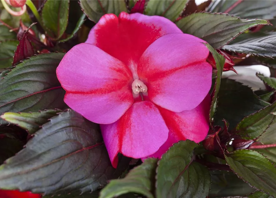 Impatiens neuguinea