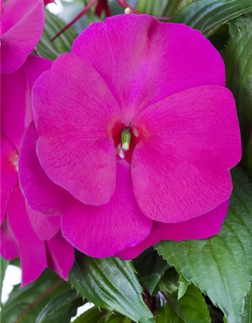 Impatiens neuguinea