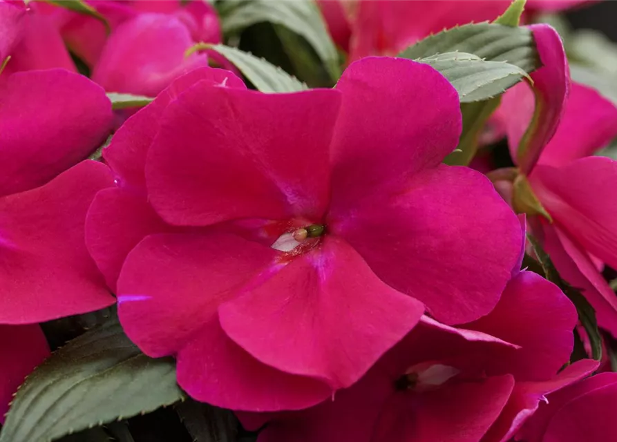 Impatiens neuguinea