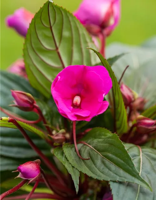 Impatiens neuguinea