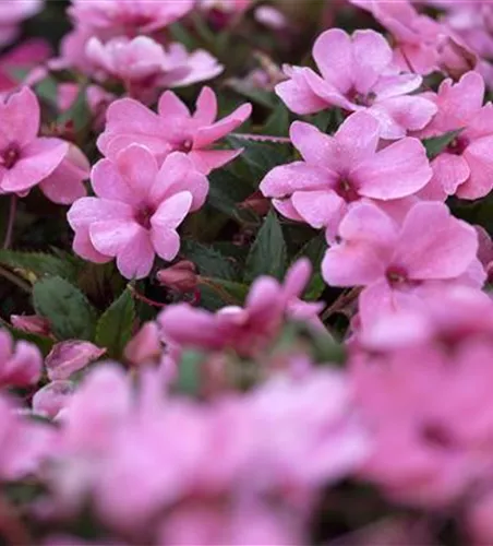 Impatiens neuguinea, rosa