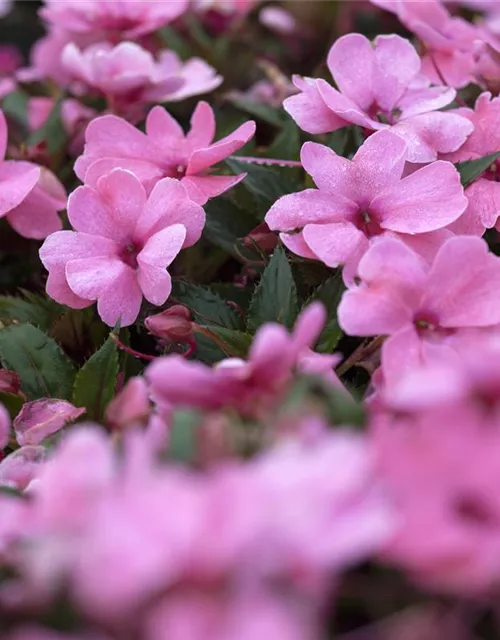 Impatiens neuguinea, rosa