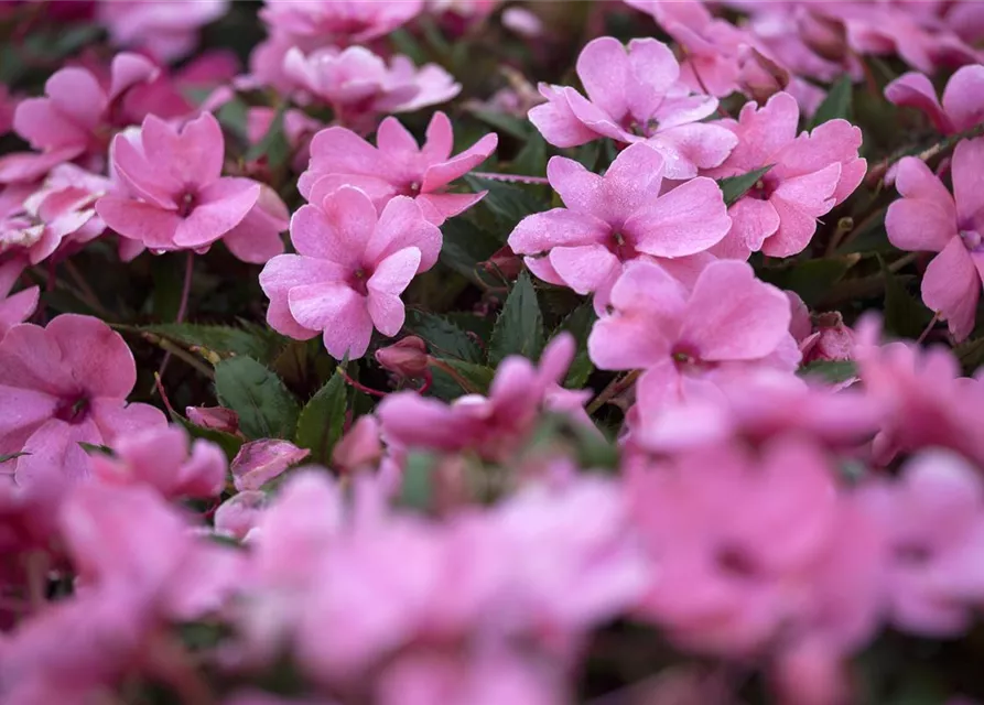 Impatiens neuguinea, rosa