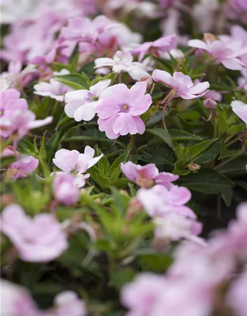 Impatiens neuguinea, rosa