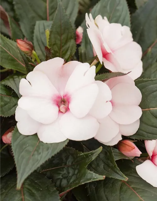 Impatiens neuguinea, rosa