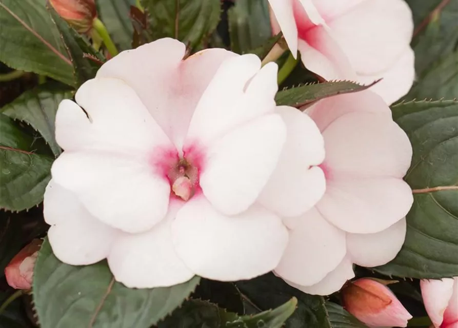 Impatiens neuguinea, rosa