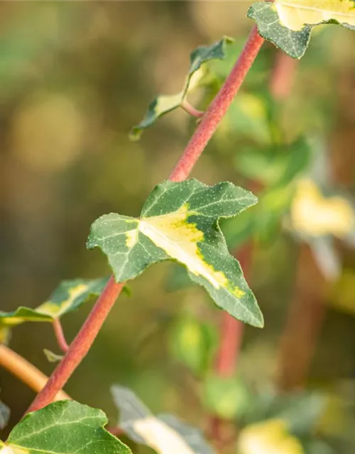 Hedera helix 'Goldheart'