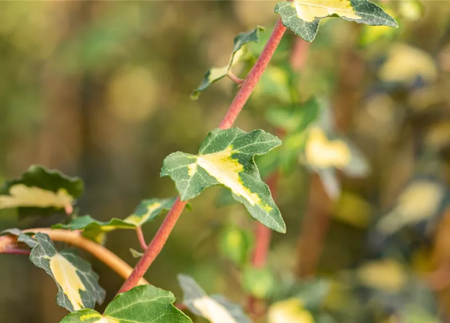 Hedera helix 'Goldheart'