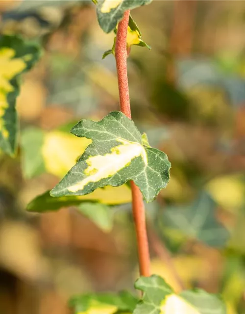 Hedera helix 'Goldheart'