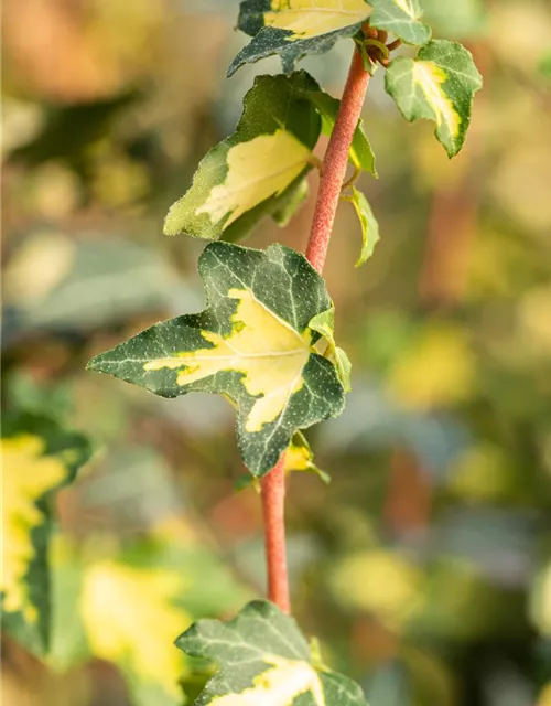 Hedera helix 'Goldheart'