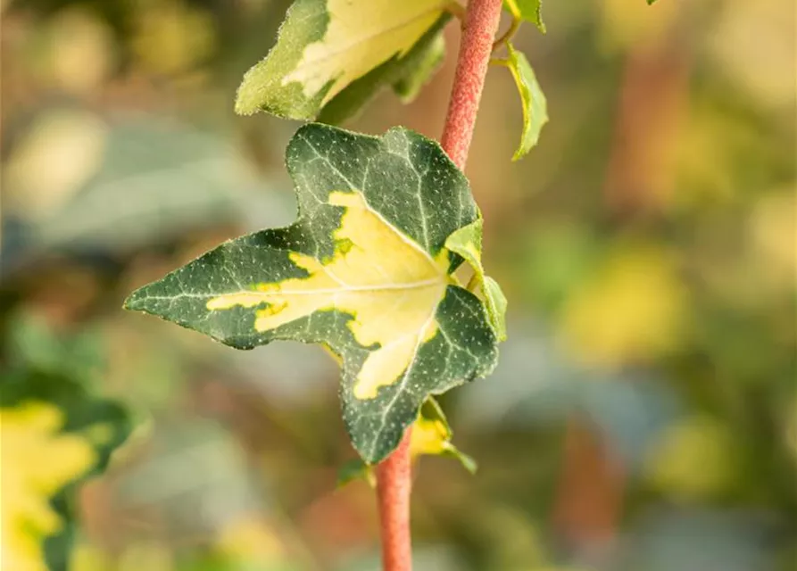 Hedera helix 'Goldheart'