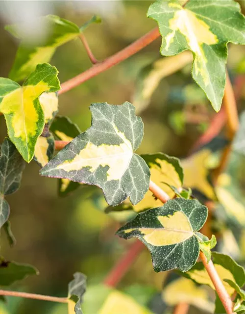 Hedera helix 'Goldheart'