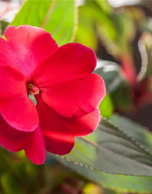 Impatiens neuguinea, rot