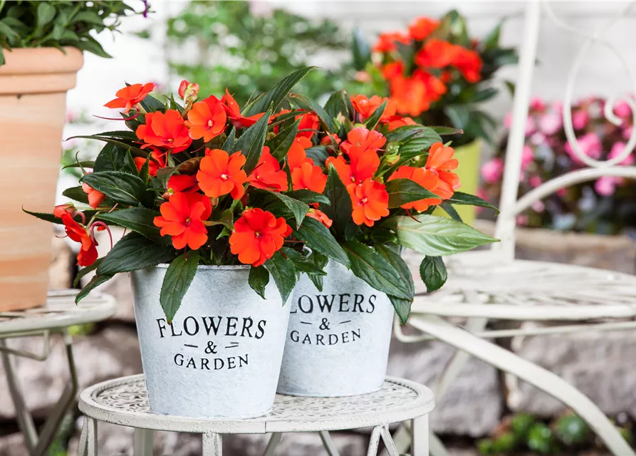 Impatiens neuguinea, rot